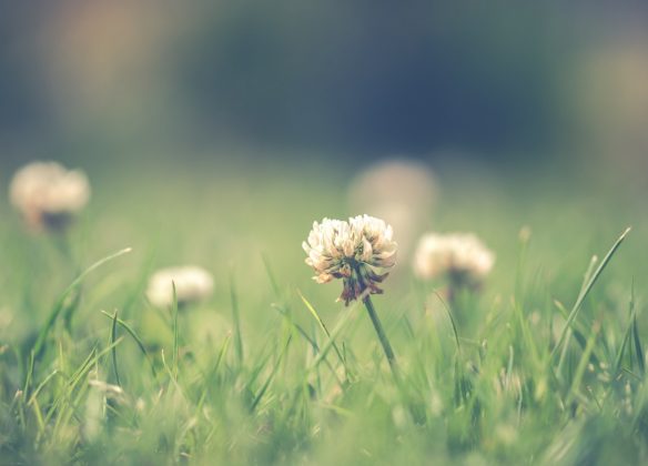 Choisir un funérarium à Pontault-Combault